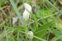 Cephalanthera damasonium