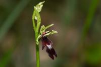 Ophrys insectifera