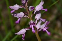 Orchis militaris