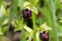 Ophrys aranifera subsp. aranifera