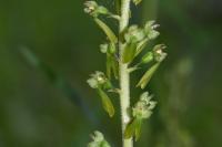 Neottia ovata