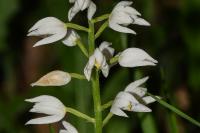 Cephalanthera longifolia