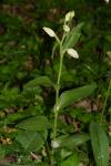 Cephalanthera damasonium