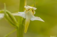 Platanthera chlorantha