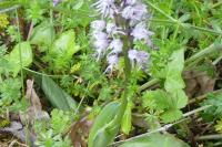 Orchis simia