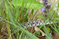 Dactylorhiza maculata