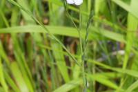 Linum usitatissimum subsp. angustifolium