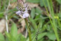 Dactylorhiza maculata