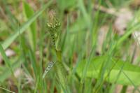 Dactylorhiza maculata