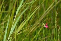 Lathyrus nissolia