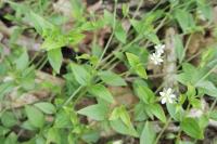 Moehringia trinervia