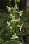 Platanthera chlorantha