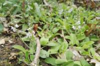 Veronica officinalis