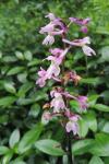 Orchis mascula