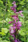 Orchis mascula