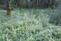 Orchis mascula