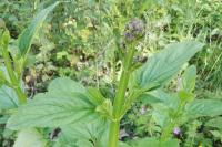 Scrophularia auriculata