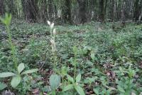 Cephalanthera damasonium