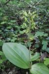 Neottia ovata