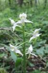 Platanthera chlorantha