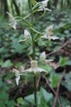Platanthera chlorantha