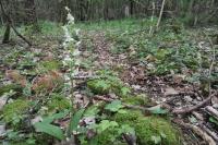 Platanthera chlorantha