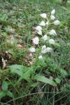 Cephalanthera longifolia
