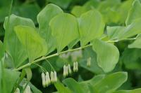 Polygonatum multiflorum