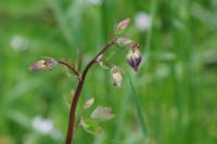 Aquilegia vulgaris