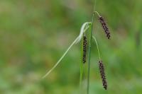 Carex flacca