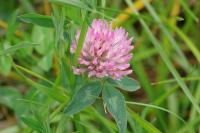 Trifolium pratense