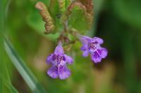 Glechoma hederacea