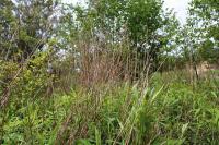 Solidago gigantea