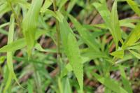 Solidago gigantea