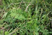 Galega officinalis