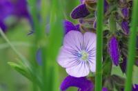 Linum usitatissimum