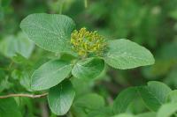 Viburnum lantana