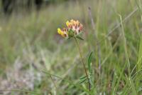 Anthyllis vulneraria