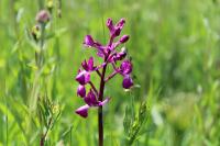 Anacamptis laxiflora