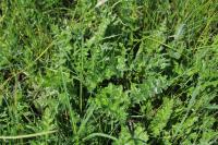Cirsium tuberosum