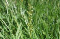 Dactylorhiza viridis