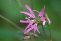 Lychnis flos-cuculi