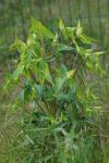 Euphorbia lathyris