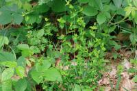 Hypericum pulchrum