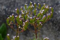 Centranthus calcitrapae
