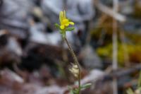 Linaria simplex