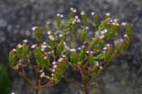 Centranthus calcitrapae