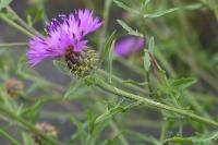 Centaurea aspera