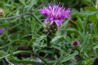 Centaurea aspera