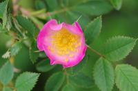 Rosa canina
